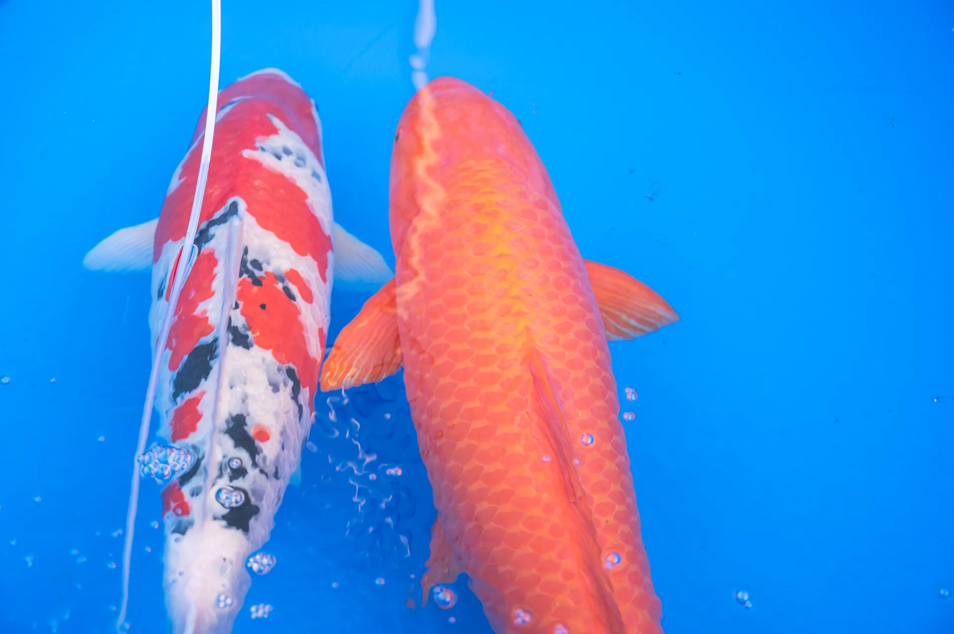 仲良く泳ぐ錦鯉