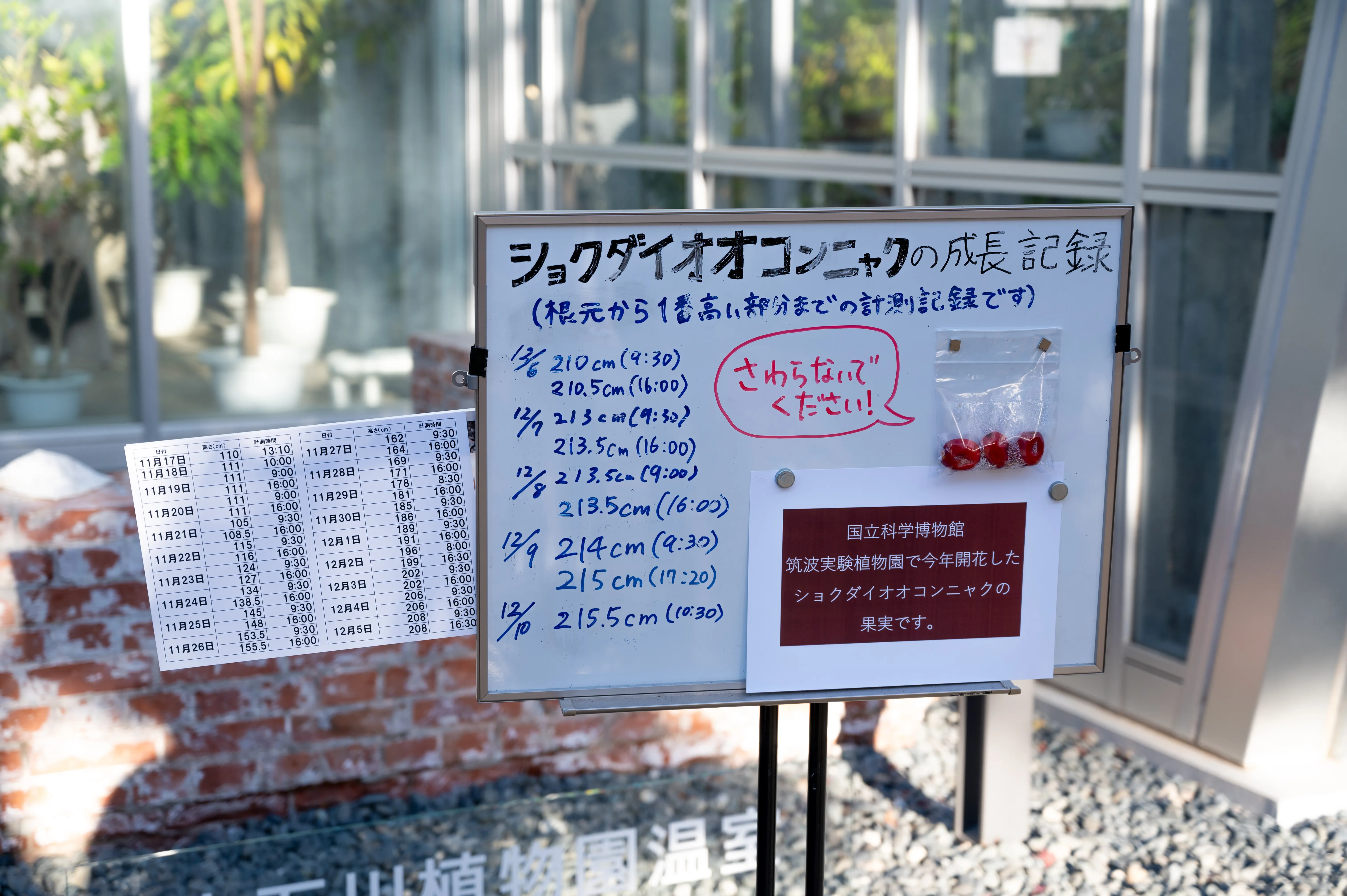 成長記録