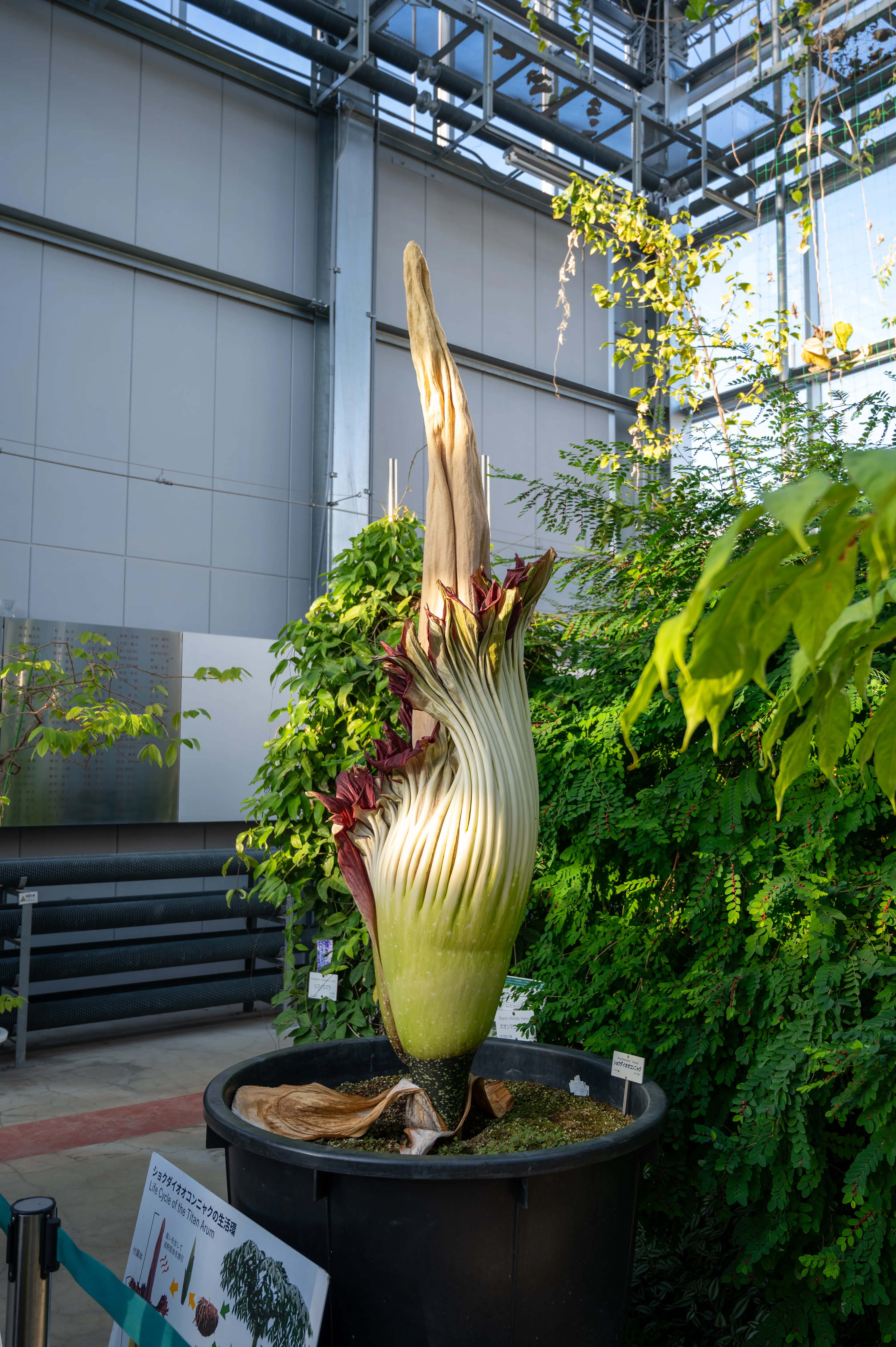 ショクダイオオコンニャクの全体