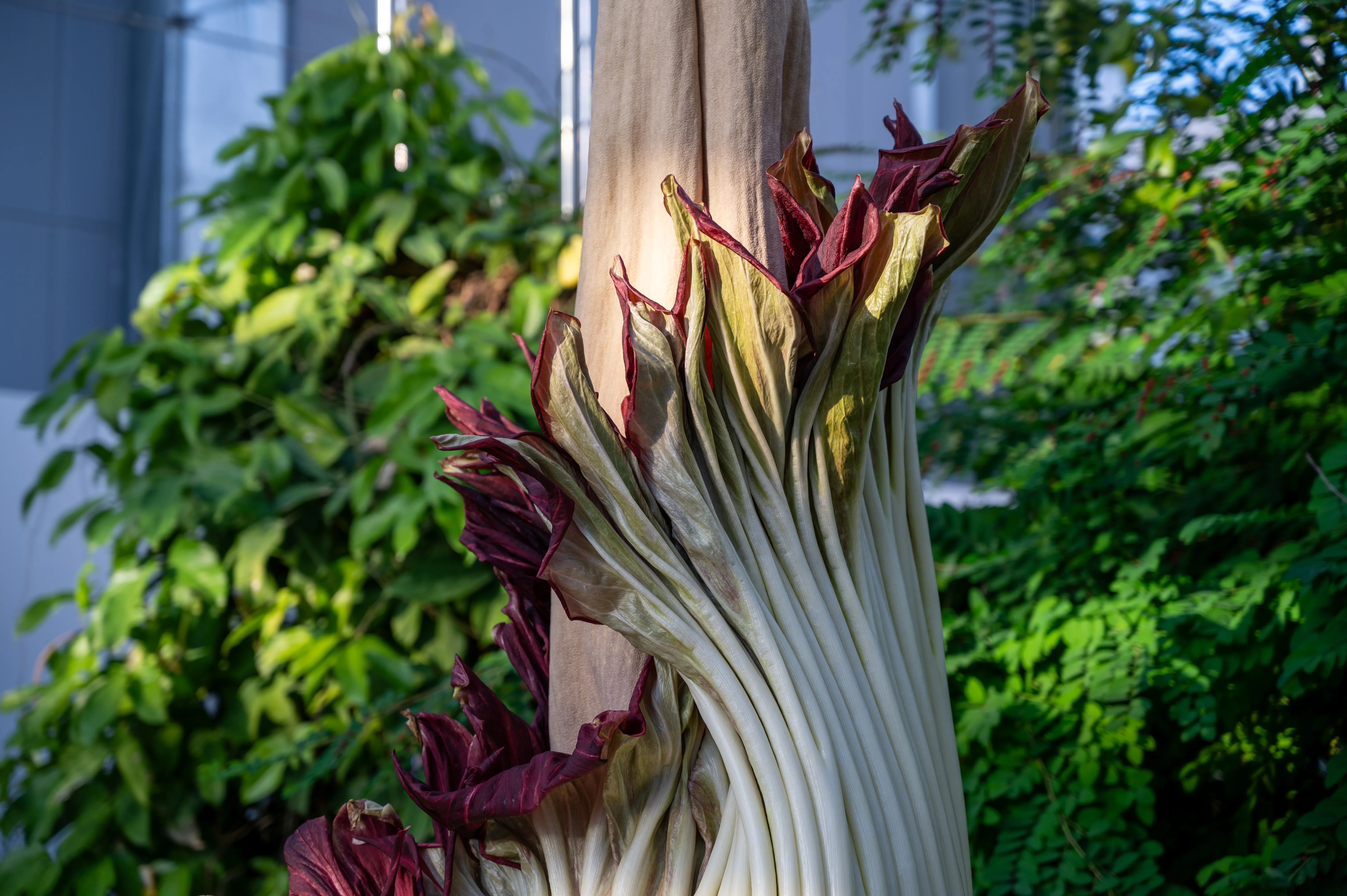 ショクダイオオコンニャクの仏炎苞